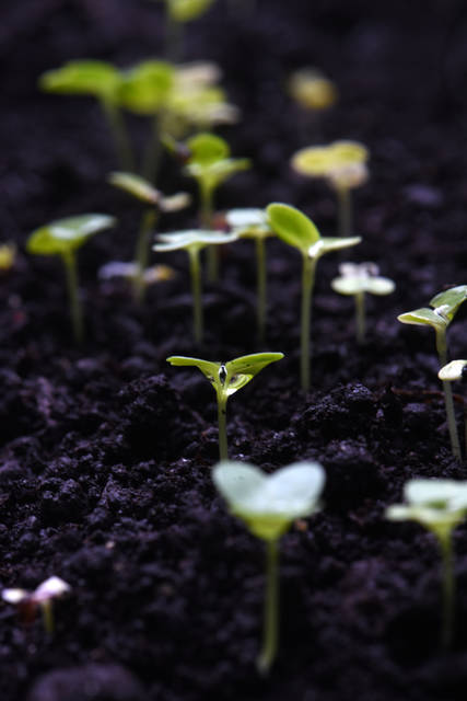 2336274_web1_gtr-liv-seedcatalogs6-022120