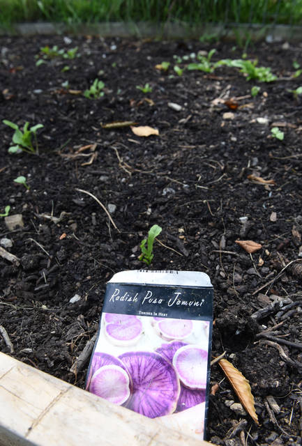 2336274_web1_gtr-liv-seedcatalogs7-022120