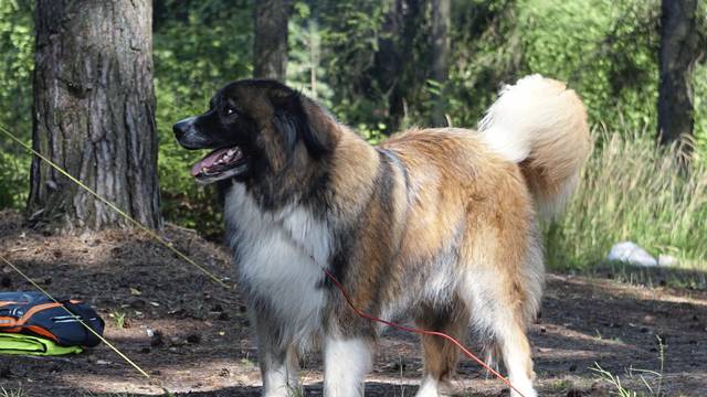 2357105_web1_gtr-OutPets-022320