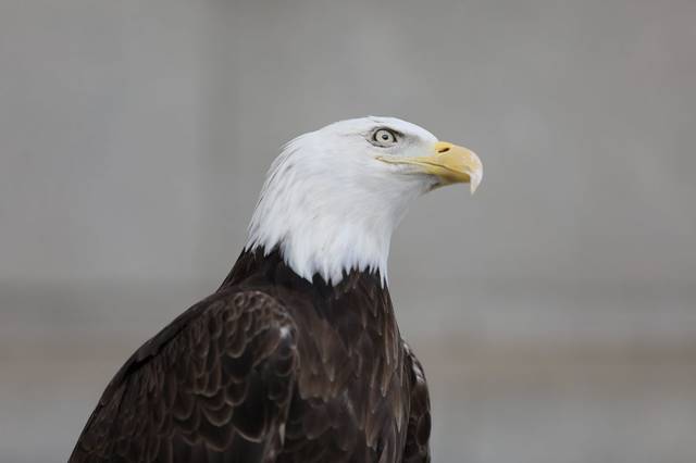 2359921_web1_bald-eagle