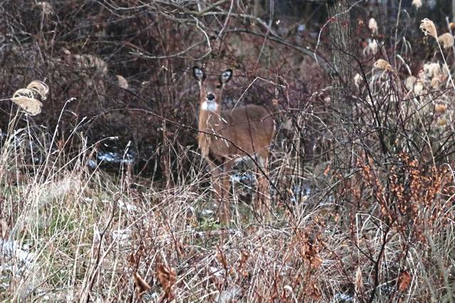 Game commission recommends Ross institute managed archery hunt to thin township’s deer population<span class="headline-video">Video <i class="fa-solid fa-circle-play"></i></span>