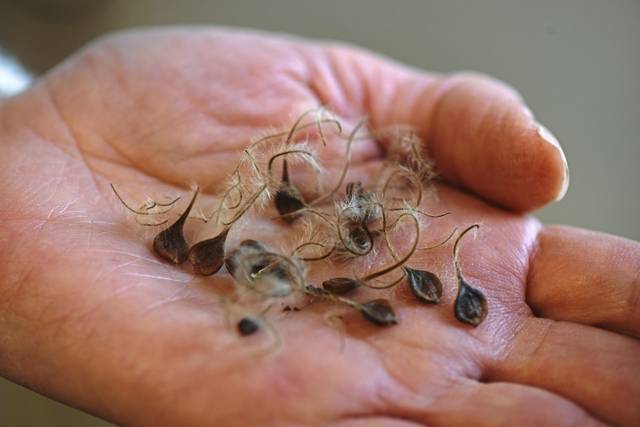 2379186_web1_gtr-liv-endangered-01-022820