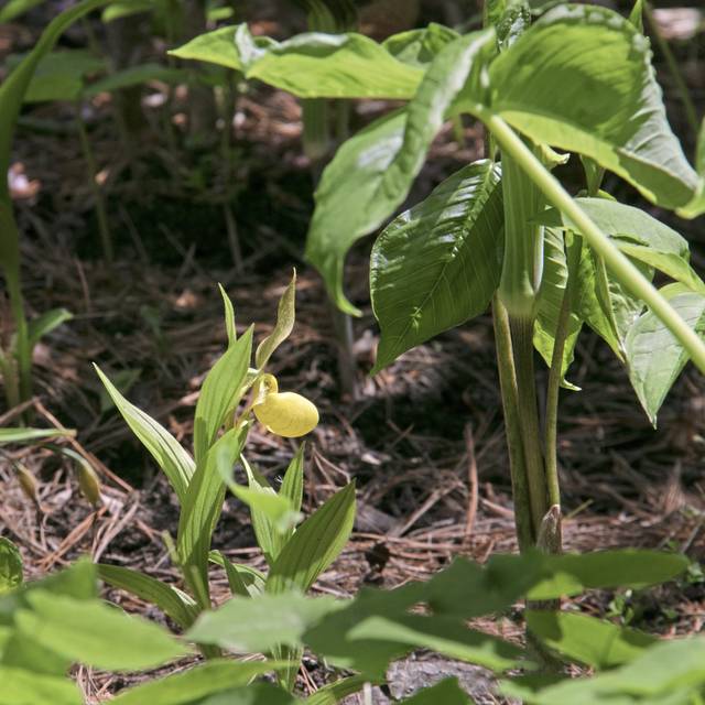 2379186_web1_gtr-liv-endangered-05-022820