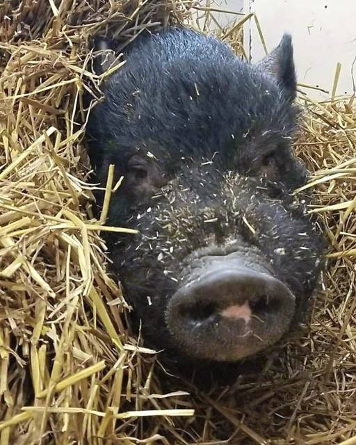 Upcoming show at North Hills Arts Center something to bark, squeal about