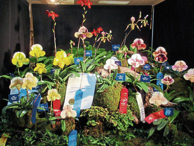 2365095_web1_gtr-liv-orchids2-031320