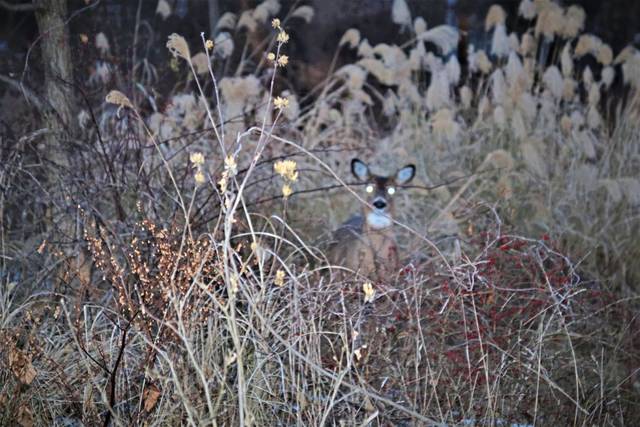 Hunting to trim Ross’ deer population could occur without formal plan being proposed by township officials