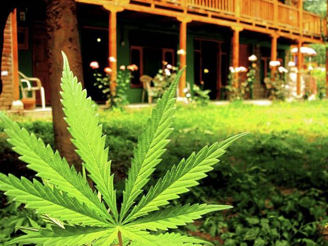 2409450_web1_marijuana
