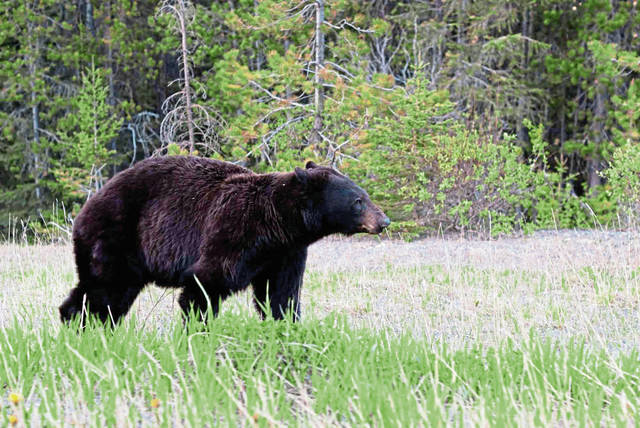 2421453_web1_gtr-bearseason-030820