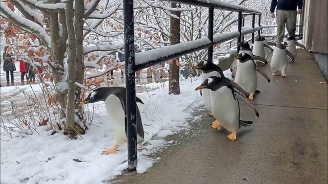 2455500_web1_ptr-penguins-020820