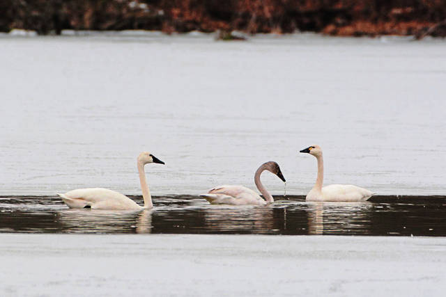 2457921_web1_vnd-tundraSwan2-031319