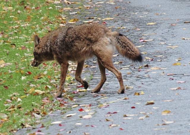 2467372_web1_ptr-tns-UrbanCoyotes-031820