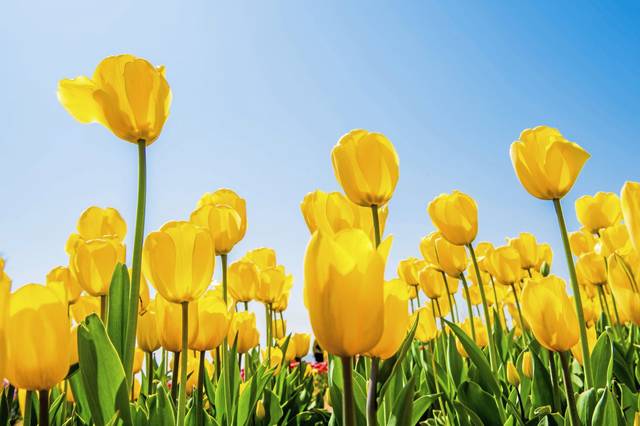 2468633_web1_web-springcolor