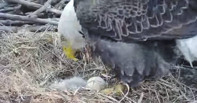 2482991_web1_ptr-HaysEaglethatch-032220
