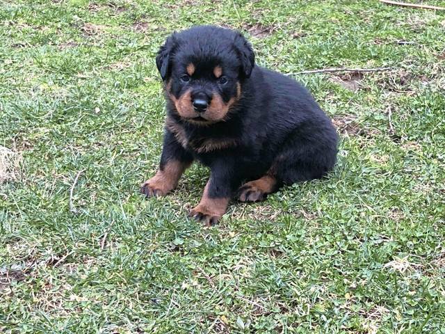 2486824_web1_gtr-liv-puppyday-01-032320