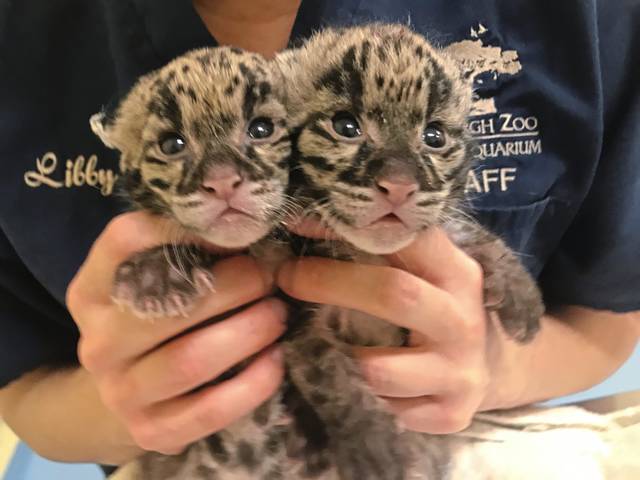 2488133_web1_ptr-newzoocubs-122419