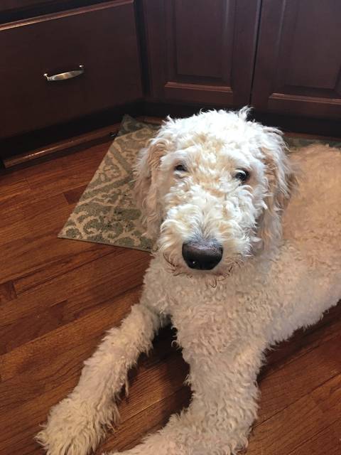 2488749_web1_vnd-TherapyDog-032520