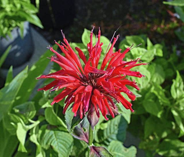 2543523_web1_gtr-LVHSbeebalm-041120