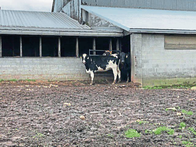 2553620_web1_cow