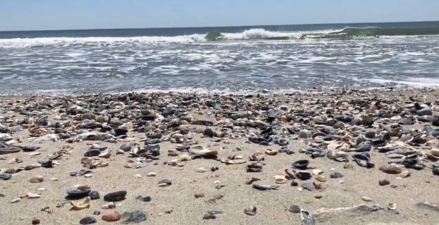 2557706_web1_ptr-OBXshells2-041620