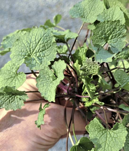 Time to kill? Bradford Woods urges rooting out invasive plants to help environment