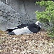 2580773_web1_ptr-condorEgg-042420