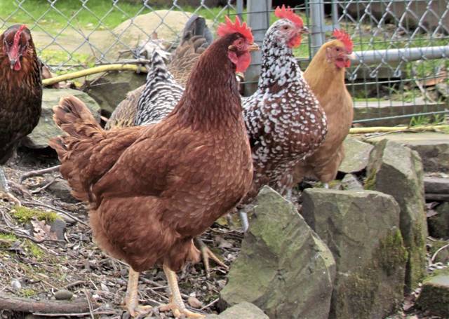 Hampton council plans discussion on proposal to let residents raise chickens<span class="headline-video">Video <i class="fa-solid fa-circle-play"></i></span>