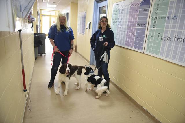 Animal Friends benefits from Fox Chapel-area takeout events