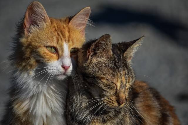 2590694_web1_cat-3041498_1280