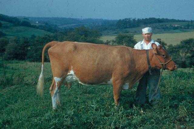 2602694_web1_PHP-turnerdairy90-041120--1-