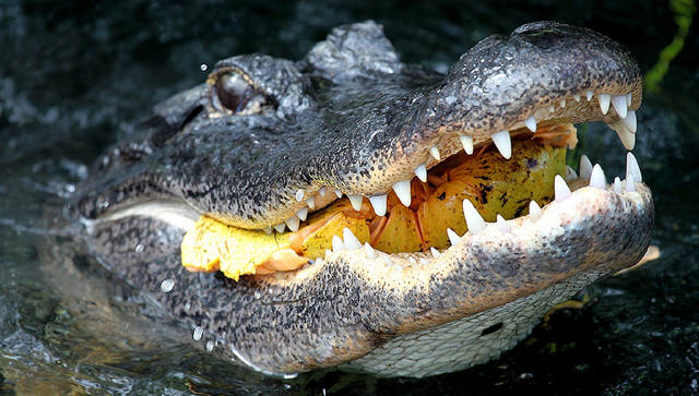 2609565_web1_web-alligator
