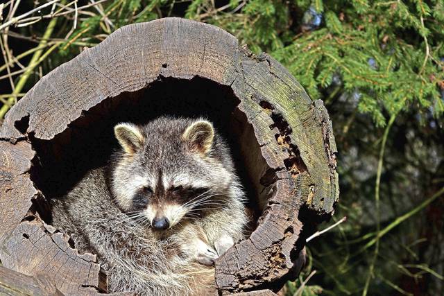 Raccoon tests positive for rabies in Bradford Woods