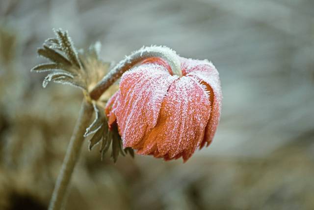 2626669_web1_web-springfrost