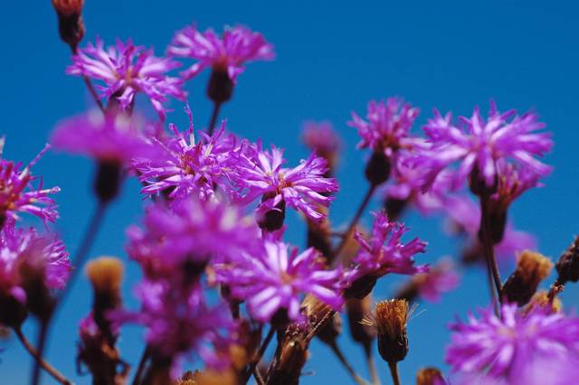 2628615_web1_vnd-nativePlants-050119