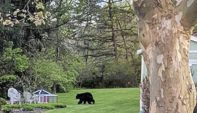 Black bear spotted in Ohio Township, Sewickley Hills