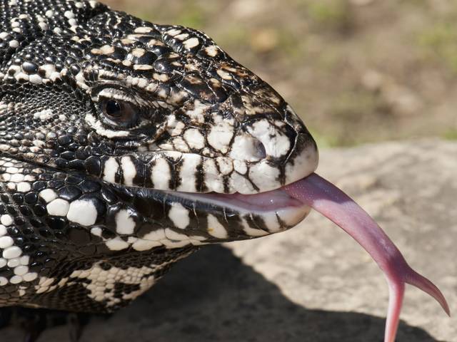 2646239_web1_tegu