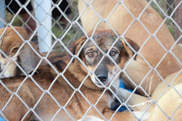 2652002_web1_WEB-dog-in-kennel