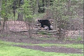 Small black bear spotted in Fox Chapel, O’Hara