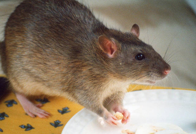 2673797_web1_RatThing