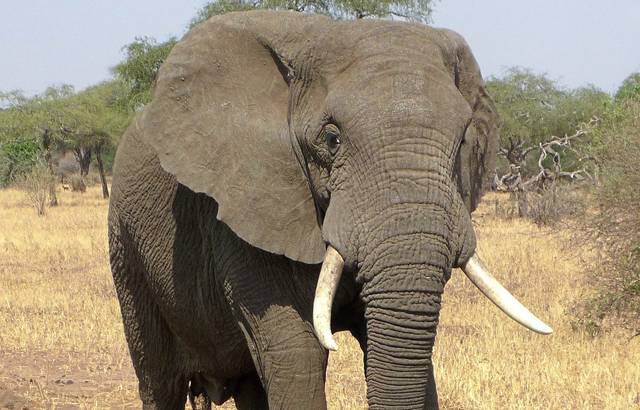 2696470_web1_web-elephant