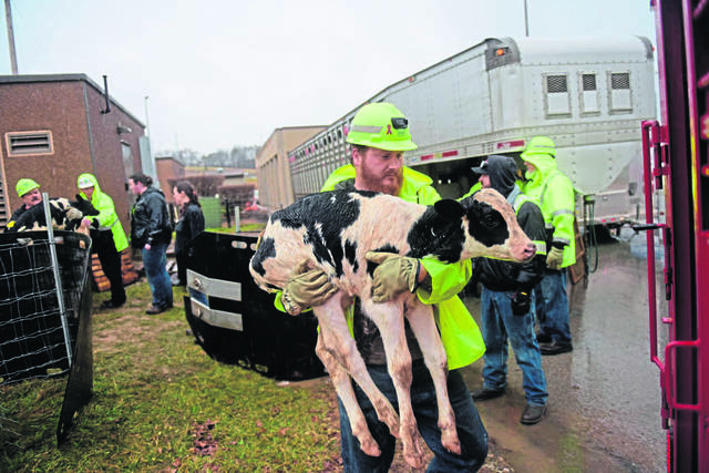 2713144_web1_gtr-turnpikecows-030420