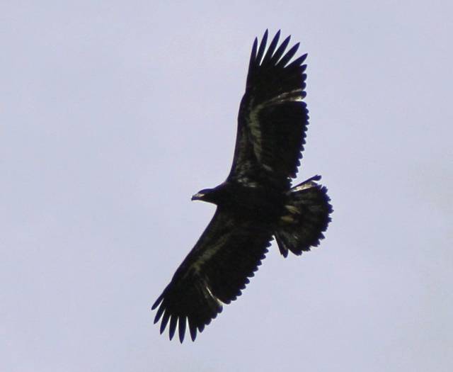 2720767_web1_ptr-flyLikeEaglet-061020