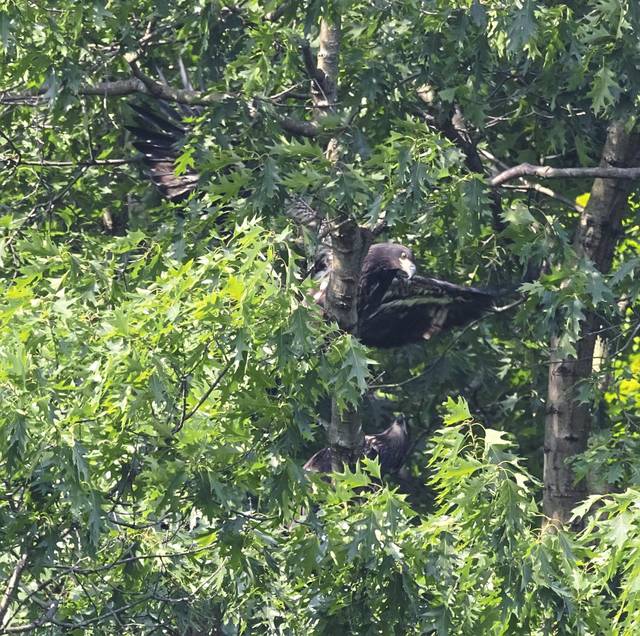 2720767_web1_ptr-flyLikeEaglet2-061020