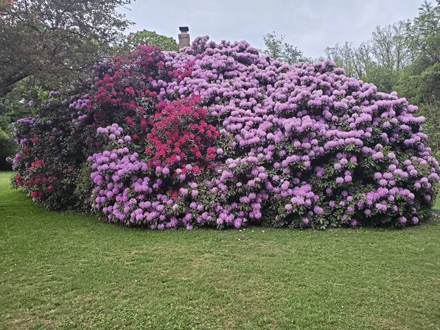 2727392_web1_gtr-rhodies2-061220.jfif