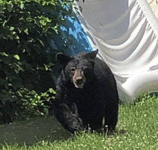 2742642_web1_vnd-arnoldBear-061720