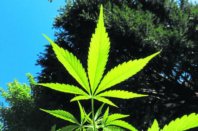 Pa. Supreme Court: Counties can’t ban probationers from using medical marijuana