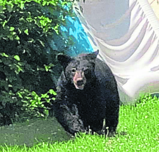 2751172_web1_vnd-arnoldBear-061720