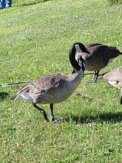 2759545_web1_gtr-GooseRescue20200616_0086