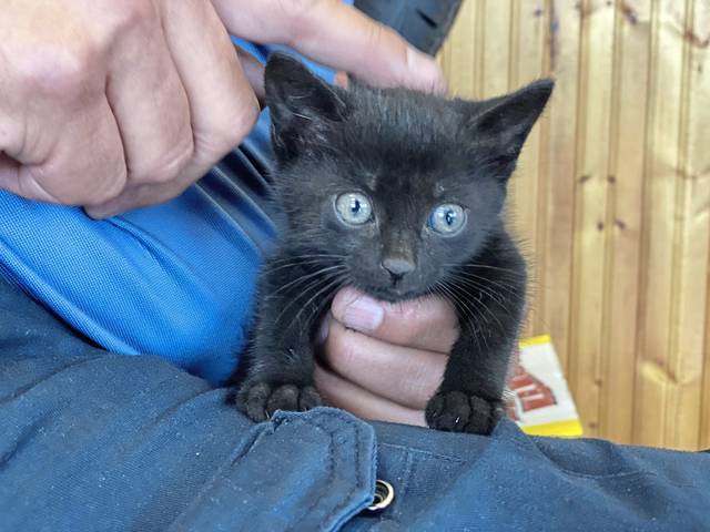 2761626_web1_vnd-KittenRescue-062420