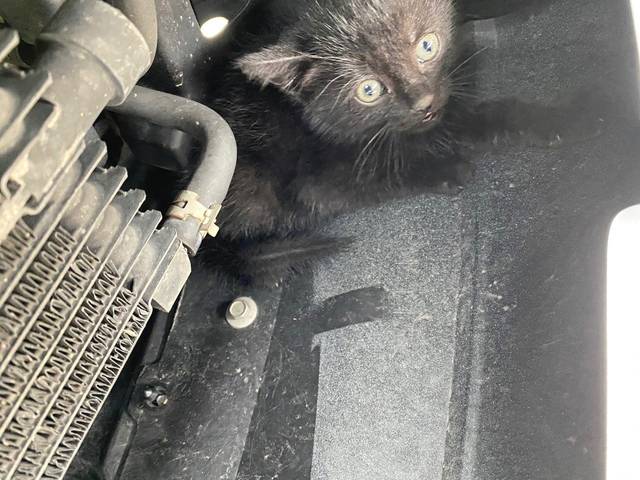 2761626_web1_vnd-KittenRescue2-062420