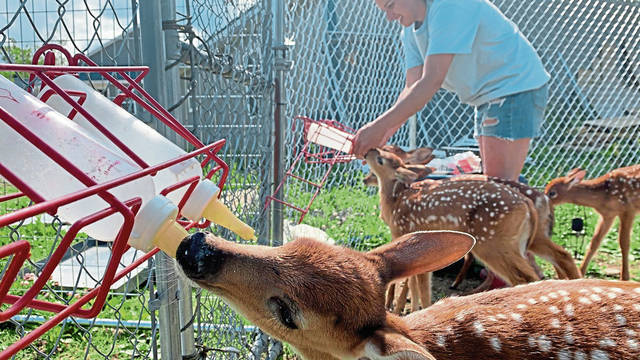 2767920_web1_gtr-babydeer1